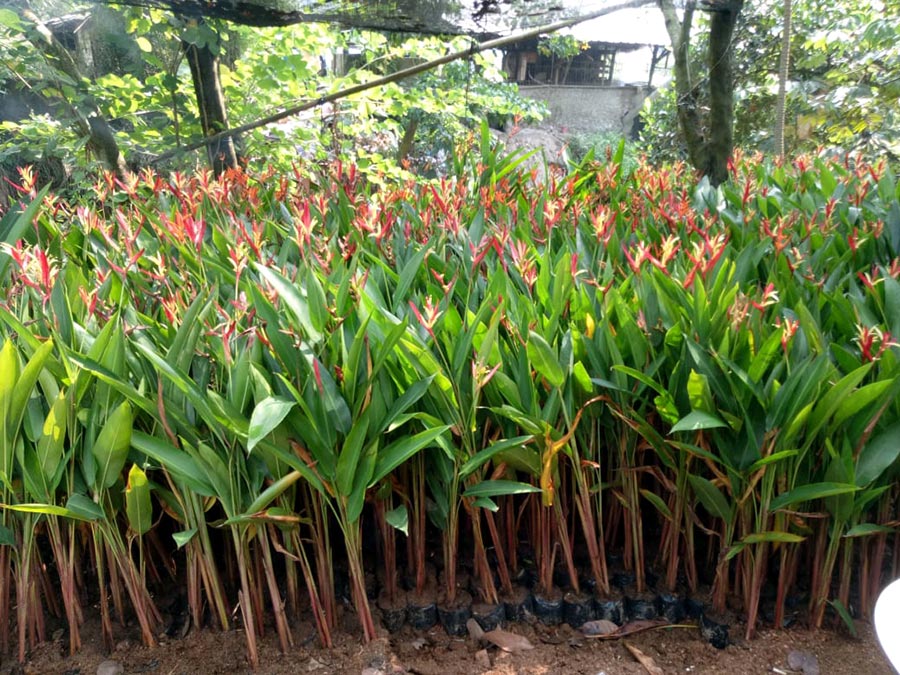 heliconia.jpg